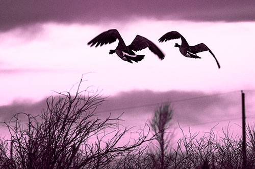 Two Canadian Geese Flying Over Trees (Pink Tone Photo)