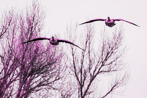 Two Canadian Geese Honking During Flight (Pink Tone Photo)