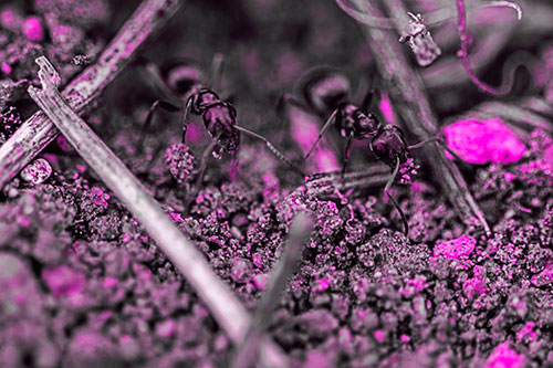 Two Carpenter Ants Working Hard Among Soil (Pink Tone Photo)
