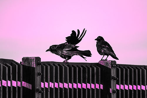 Two Crows Gather Along Wooden Fence (Pink Tone Photo)