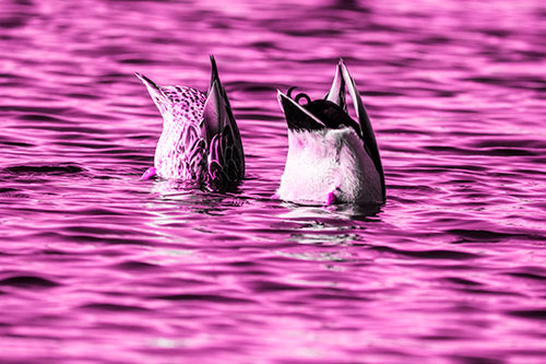 Two Ducks Upside Down In Lake (Pink Tone Photo)