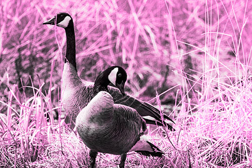 Two Geese Contemplating A Swim In Lake (Pink Tone Photo)