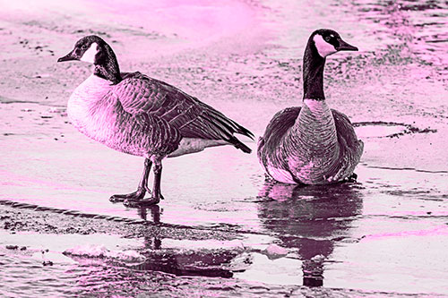 Two Geese Embrace Sunrise Atop Ice Frozen River (Pink Tone)