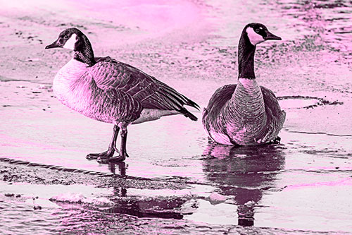 Two Geese Embrace Sunrise Atop Ice Frozen River (Pink Tone Photo)