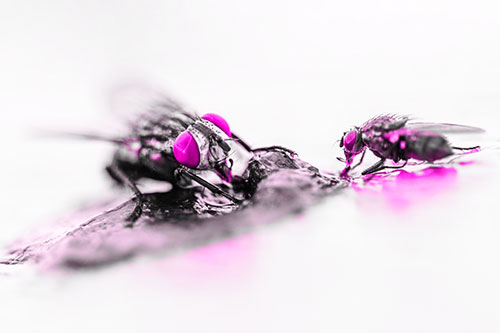 Two Hungry Cluster Flies Feasting Together (Pink Tone)