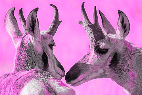 Two Loving Pronghorns Kissing Each Other (Pink Tone)