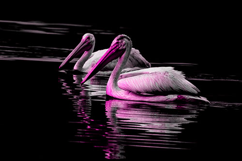Two Pelicans Floating In Dark Lake Water (Pink Tone Photo)