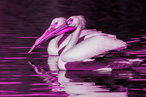 Two Pelicans Swimming In Unison (Pink Tone)