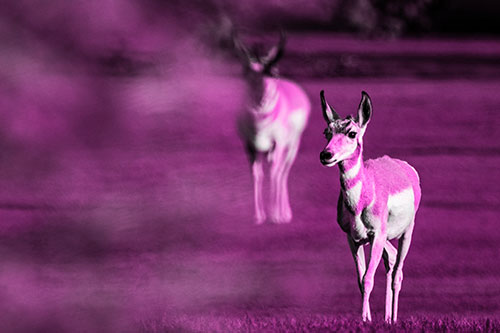 Two Pronghorns Walking Across Freshly Cut Grass (Pink Tone Photo)