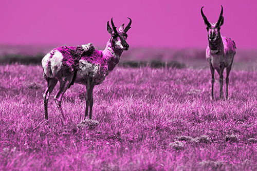 Two Shedding Pronghorns Among Grass (Pink Tone Photo)