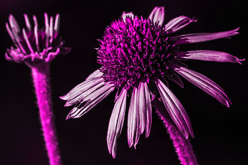 Two Towering Coneflowers Blossoming (Pink Tone Photo)