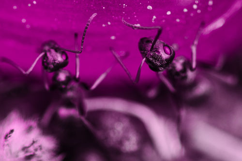 Two Vertical Climbing Carpenter Ants (Pink Tone Photo)