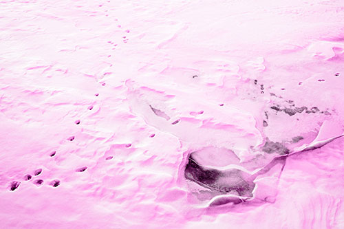 V Shaped Footprint Path Across Frozen Snow Covered River (Pink Tone Photo)