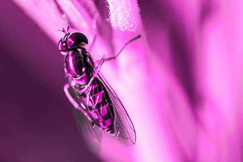 Vertical Leg Contorting Hoverfly (Pink Tone Photo)