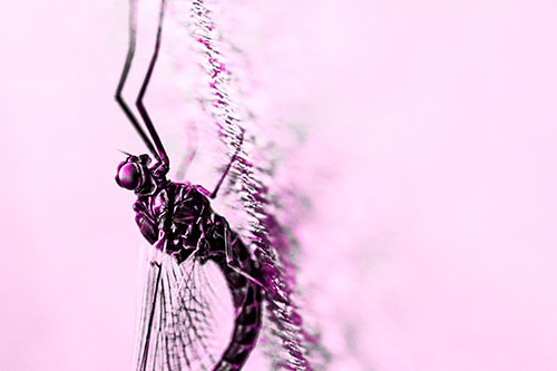 Vertical Perched Mayfly Sleeping (Pink Tone Photo)