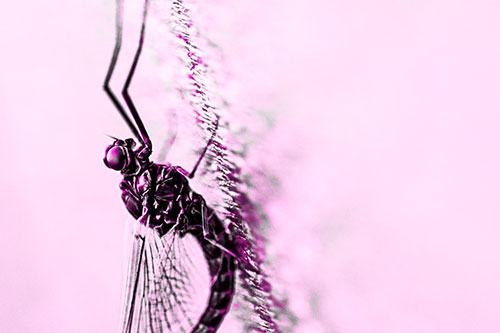 Vertical Perched Mayfly Sleeping (Pink Tone)
