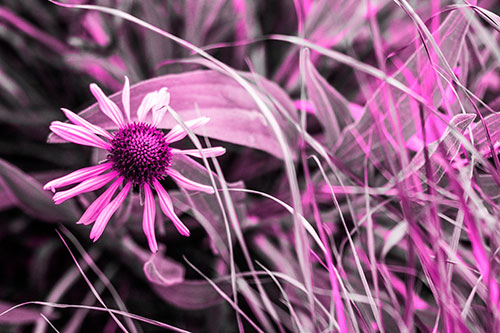 Vibrant Lone Coneflower Beside Plants (Pink Tone Photo)
