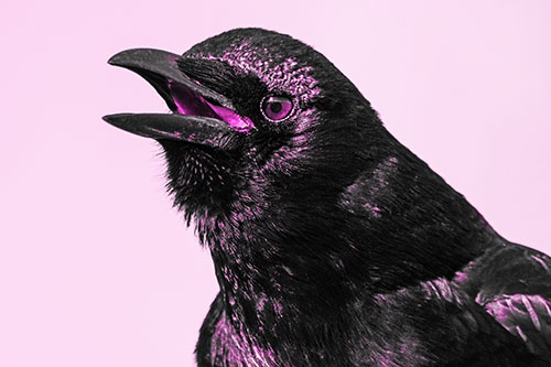 Vocal Crow Cawing Towards Sunlight (Pink Tone Photo)
