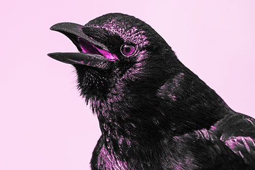 Vocal Crow Cawing Towards Sunlight (Pink Tone)