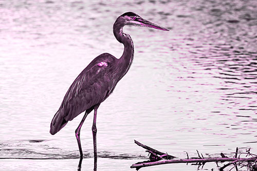 Wading Great Blue Heron Hunting Fish (Pink Tone Photo)