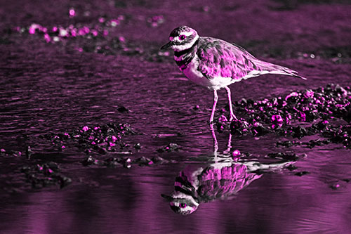 Wading Killdeer Wanders Shallow River Water (Pink Tone Photo)