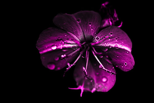 Water Droplet Primrose Flower After Rainfall (Pink Tone Photo)