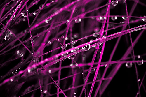 Water Droplets Hanging From Grass Blades (Pink Tone Photo)