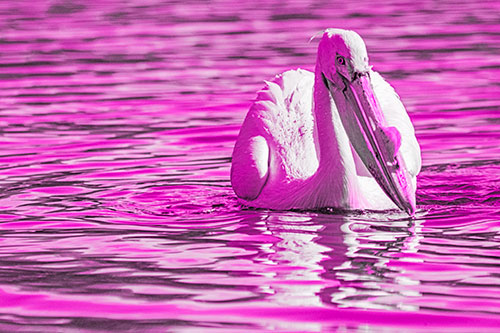 Water Floating Pelican Hunting For Food (Pink Tone)