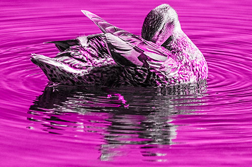 Water Rippling Mallard Duck Grooming Self (Pink Tone)