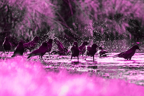Water Splashing Crows Enjoy Bird Bath Along River Shore (Pink Tone Photo)