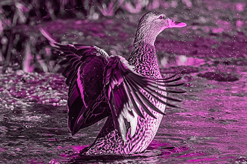 Water Splashing Mallard Duck Flapping Wings Among Pond (Pink Tone Photo)