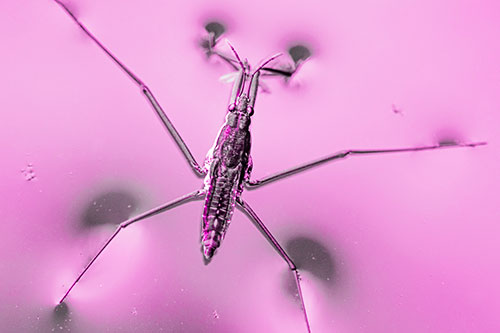 Water Strider Perched Atop Calm River (Pink Tone Photo)