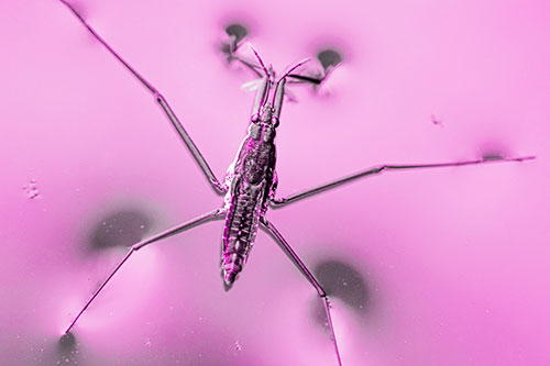 Water Strider Perched Atop Calm River (Pink Tone)