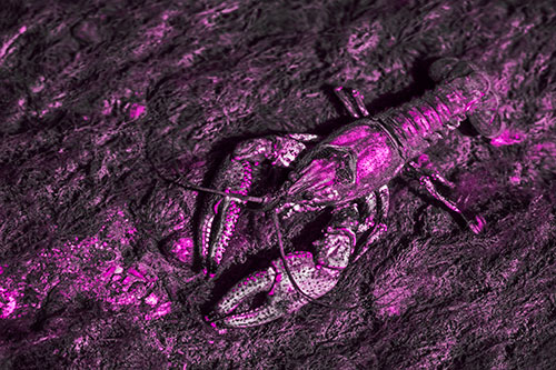 Water Submerged Crayfish Crawling Upstream (Pink Tone Photo)