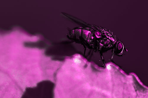 Wet Cluster Fly Walks Along Leaf Rim Edge (Pink Tone Photo)
