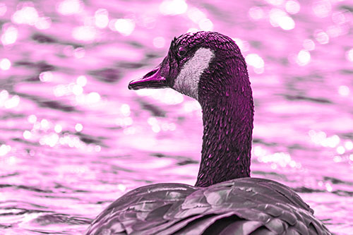 Wet Headed Canadian Goose Among Glistening Water (Pink Tone Photo)