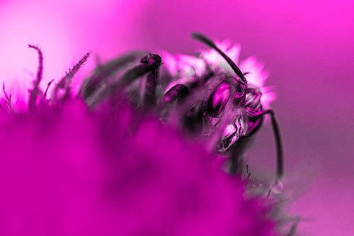 Wet Honey Bee Hiding Among Blanket Flower (Pink Tone)