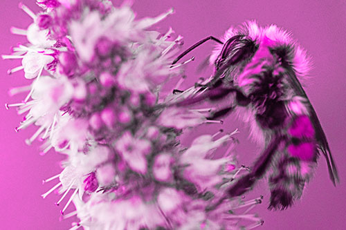 Wet Red Belted Bumble Bee Crawling Up Mentha Longifolia Plant (Pink Tone)