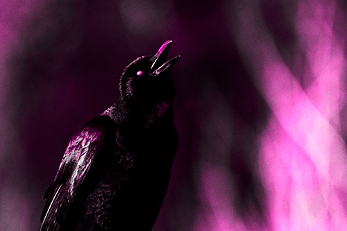 White Eyed Crow Cawing Into Sunlight (Pink Tone Photo)