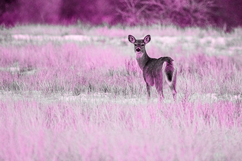 White Tailed Deer Gazing Backwards Among Snowy Field (Pink Tone Photo)