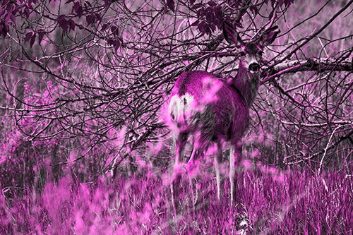 White Tailed Deer Looking Backwards Atop Grassy Pasture (Pink Tone Photo)