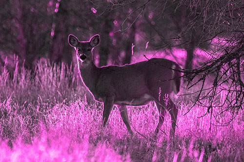 White Tailed Deer Spots Intruder Beside Dead Tree (Pink Tone Photo)