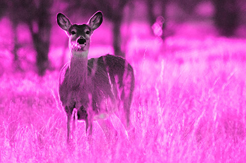 White Tailed Deer Watches With Anticipation (Pink Tone Photo)