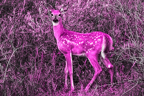 White Tailed Spotted Deer Stands Among Vegetation (Pink Tone Photo)