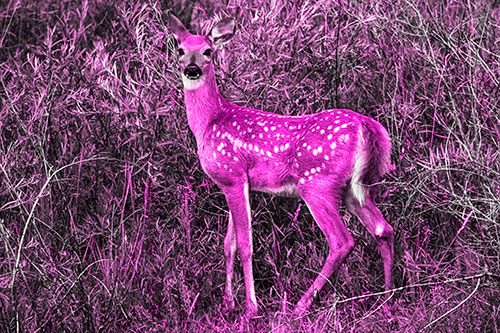 White Tailed Spotted Deer Stands Among Vegetation (Pink Tone)