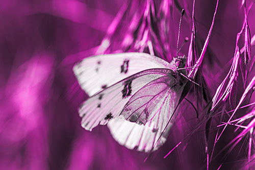 White Winged Butterfly Clings Grass Blades (Pink Tone Photo)