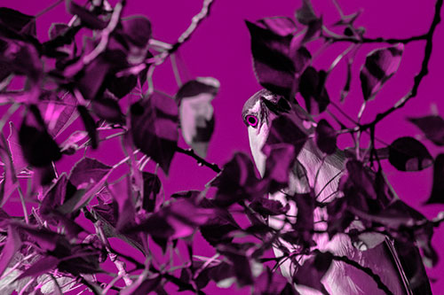 Wide Eyed Black Crowned Night Heron Looking Down From Tree Branch (Pink Tone)