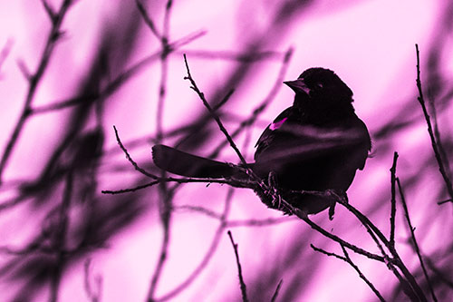 Wind Gust Blows Red Winged Blackbird Atop Tree Branch (Pink Tone Photo)