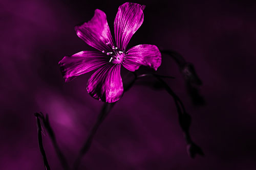Wind Shaking Flax Flower (Pink Tone Photo)