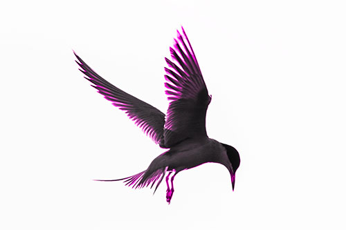 Wing Flapping Tern Eying For Fish Below (Pink Tone)